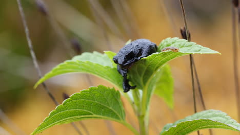 Rana-Negra-De-Roraima,-Oreophrynella-Quelchii-Sentada-En-La-Hoja-Verde-Que-Se-Encuentra-En-La-Cumbre-Del-Monte-Roraima-En-Venezuela