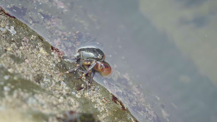 Primo piano di un granchio di scogliera striato metà nell'acqua.