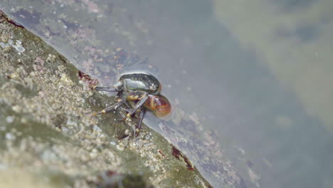 Close-Up-of-Striped-Shore-Crab-Half-in-Water