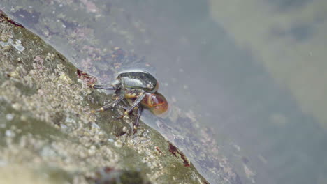 close up of striped shore crab half in water