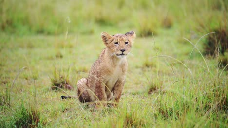 slow motion shot of baby lion cub with cheeky attitude, cute african wildlife in maasai mara national reserve, kenya, africa safari animals in masai mara north conservancy