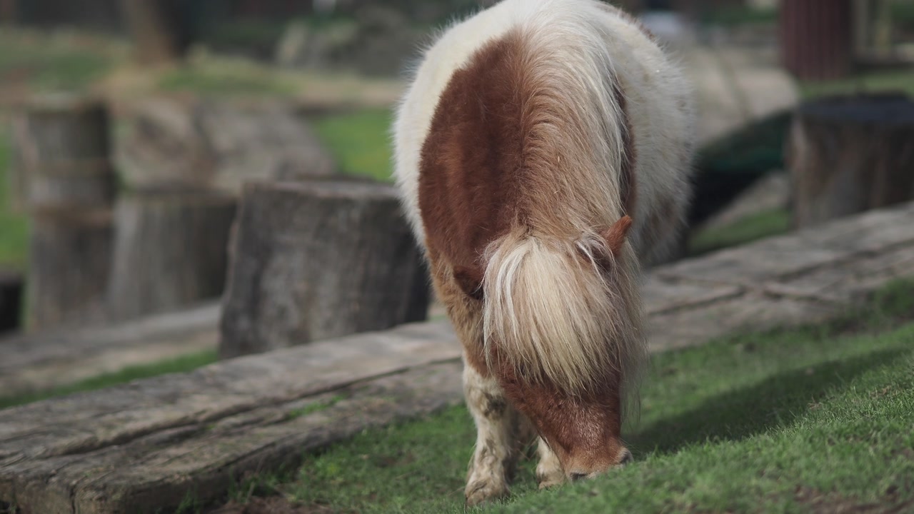 Small Pony Grazing on Green Grass in a Field