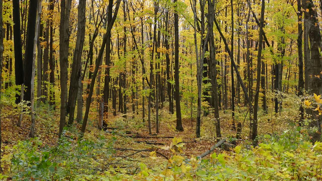 가을 바람이 부는 날에 숲의 땅에 떨어지는 나무 잎
