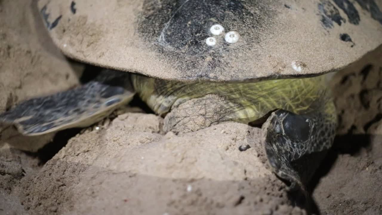 Turtles giving birth and a conservationalist measuring them at night during nesting season.