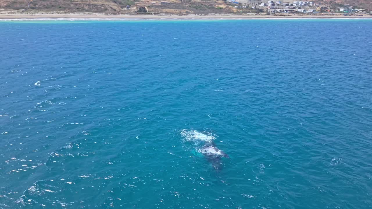 Humpback whales swim in the blue waters off Santa Marianita, Ecuador