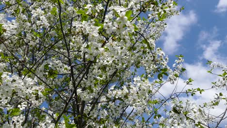 Blooming-cherry-trees