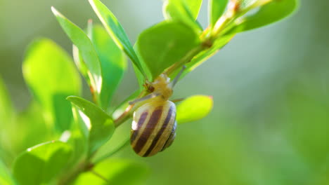 Braunlippschnecke-Auf-Frischer-Grüner-Pflanze-Im-Garten