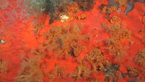 orange tubastrea daisy coral close up on underwater reef in spain