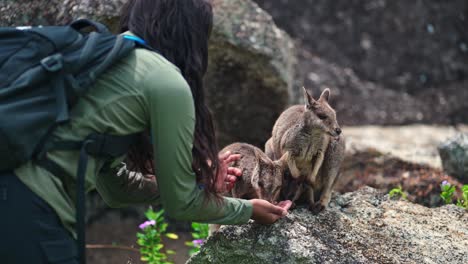 ein australisches aboriginal-mädchen, das mareeba-wallabies mit der hand füttert