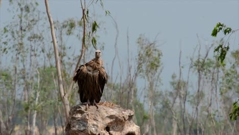 the himalayan griffon vulture is near threatened due to toxic food source and habitat loss