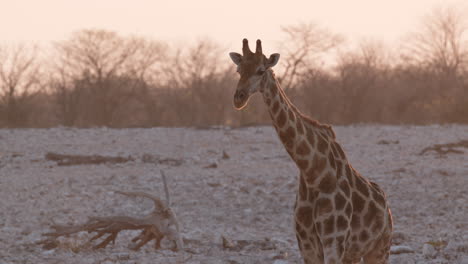 Giraffen-Laufen-Bei-Sonnenaufgang-Durch-Das-Felsige-Land-Mit-Getrockneten-Bäumen-Im-Hintergrund