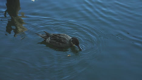 Pato-Pintail-Del-Norte-Solitario-Buscando-Comida-En-El-Agua