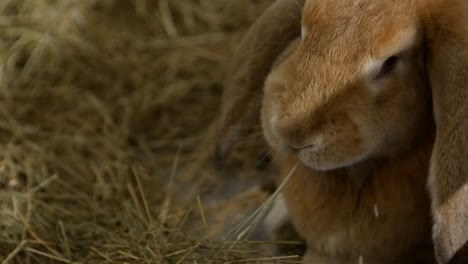 rabbit breed ram large gray rabbit old rabbit rabbit breed ram large gray rabbit old rabbit