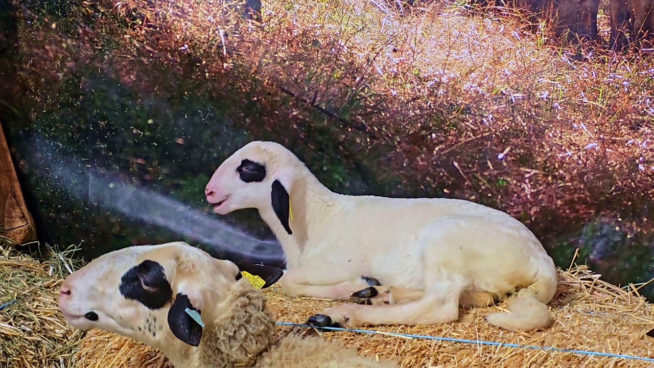 Close up of lamb resting on hay bale and chewing calmly inside farm shelter with adult sheep