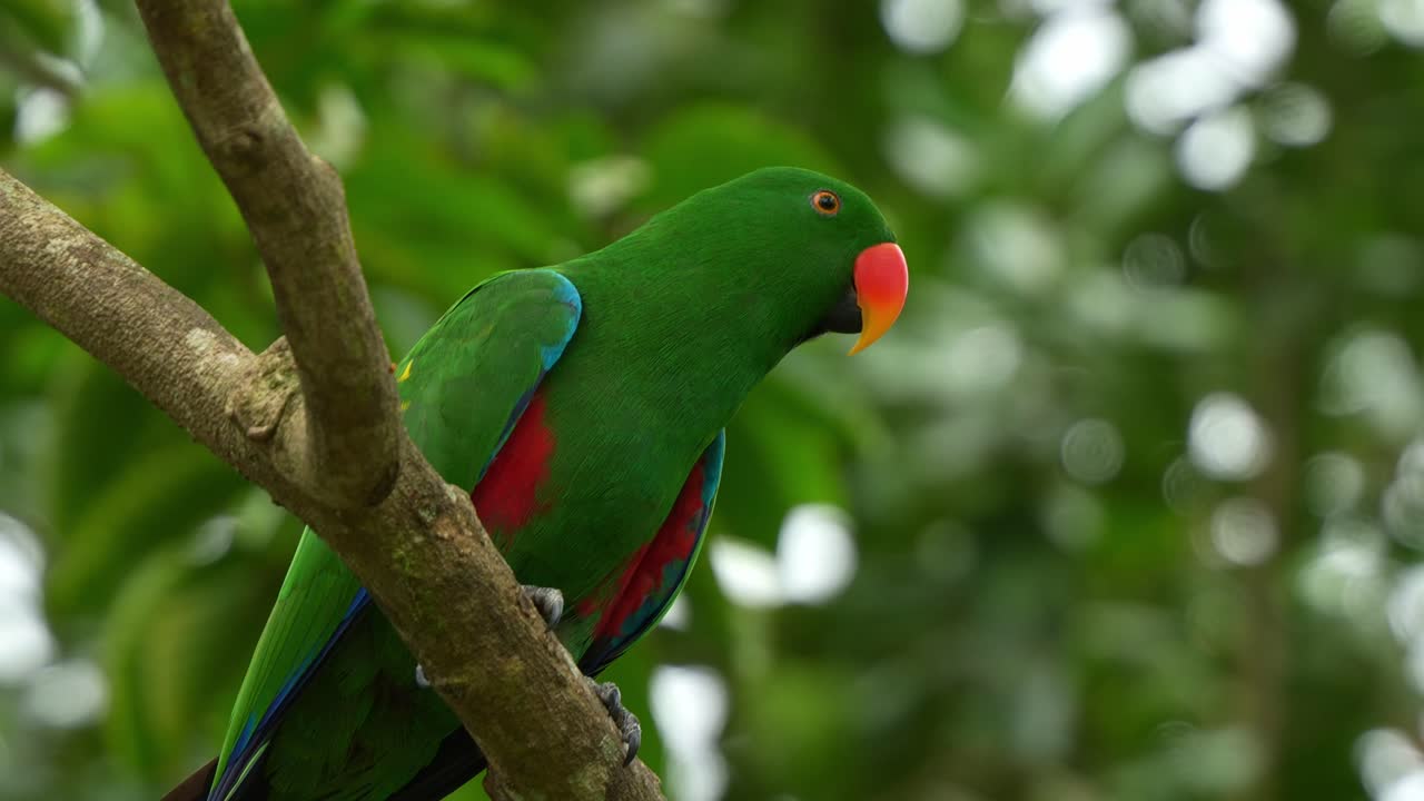 el macho de eclectus moluccan, ecleectus roratus posado en una rama de árbol en el bosque, extiende sus alas y vuela lejos, cámara lenta de primer plano de una especie exótica de loro
