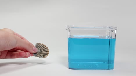 a hand drops a shell into a clear container of blue water, observing its sinking behavior