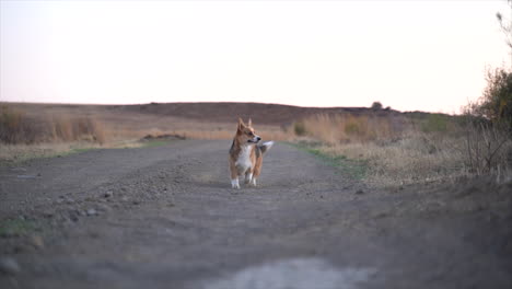 Female-Pembroke-Welsh-Corgi-running-towards-the-camera-in-a-South-African-winter-landscape-at-dusk