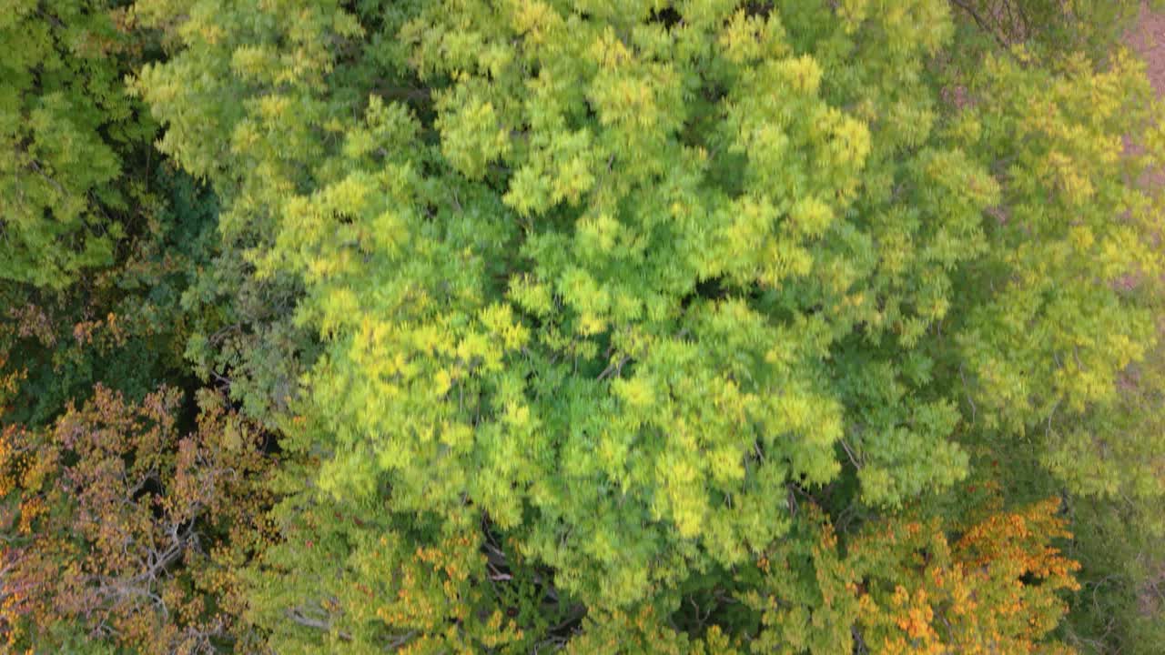 Direct overhead footage with slight rise of the vibrant colours of Autumn woodland with golden Autumn trees