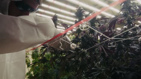 cannabis plant cultivation in an indoor grow operation