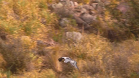 tracking shot of black chested buzzard eagle swooping down the canyon and landing on a large rock, geranoaetus melanoleucus