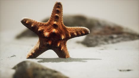 Estrella-De-Mar-Roja-En-La-Playa-Del-Océano-Con-Arena-Dorada