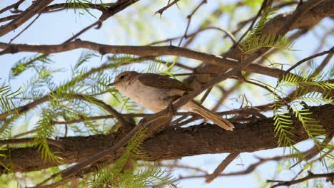 Marico-Flycatcher-sits-on-branch-of-acacia-tree