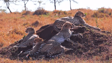 four cheetahs lying on a mound in masai mara game reserve in kenya