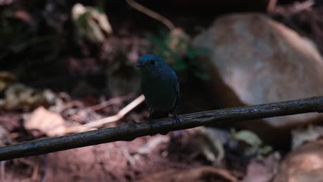perched on a vine deep in the dark of the forest while looking around after a shower from dripping water, verditer flycatcher eumyias thalassinus, thailand