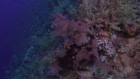 Soft-corals-in-the-blue-in-the-Red-Sea