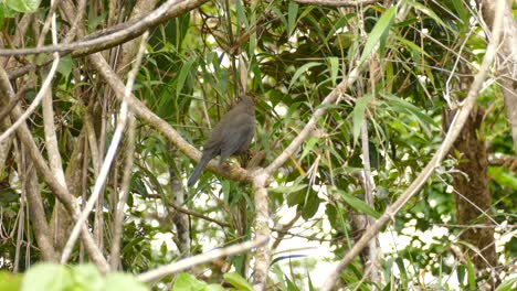 Tierwelt-In-Der-Natur---Vogel-Auf-Einem-Ast-Im-Baumregenwald-Von-Costa-Rica