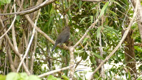 vida silvestre en la naturaleza - pájaro en la rama de un árbol en la selva tropical de costa rica