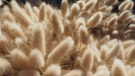 Close-up of Fluffy Ornamental Grass