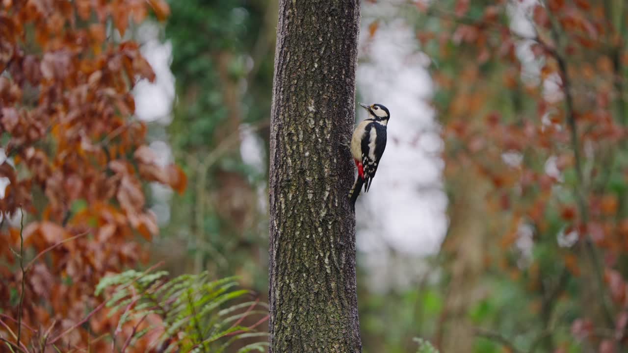 Great spotted woodpecker on red-barked tree, surrounded by warm forest tones in autumn