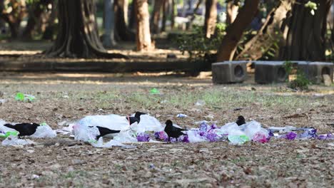 crows picking through trash in a wooded area.