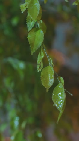 hojas verdes balanceándose suavemente en el viento, suavemente resaltadas por la luz dorada en un fondo borroso, capturando el movimiento sereno y la belleza natural al anochecer