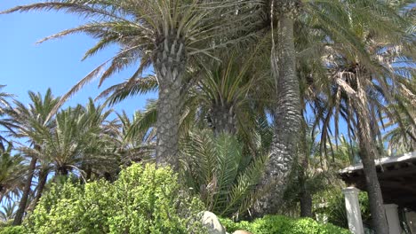 Nature-and-landscapes-on-the-island-of-Ibiza