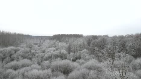 Imágenes-Aéreas-De-Drones-Volando-Sobre-Un-Bosque-Con-árboles-Cubiertos-De-Escarcha,-Impresionante-Imagen-De-Invierno