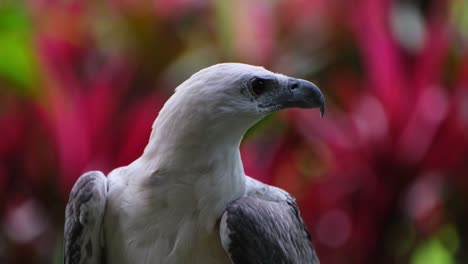 Beim-Ausruhen-Im-Wald-Umherschauen-Und-Nach-Rechts-Schauen,-Weißbauchseeadler-Haliaeetus-Leucogaster,-Philippinen