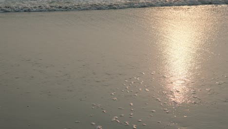 small waves breaking forming foam on the seashore sand beach with the reflection of the sunset