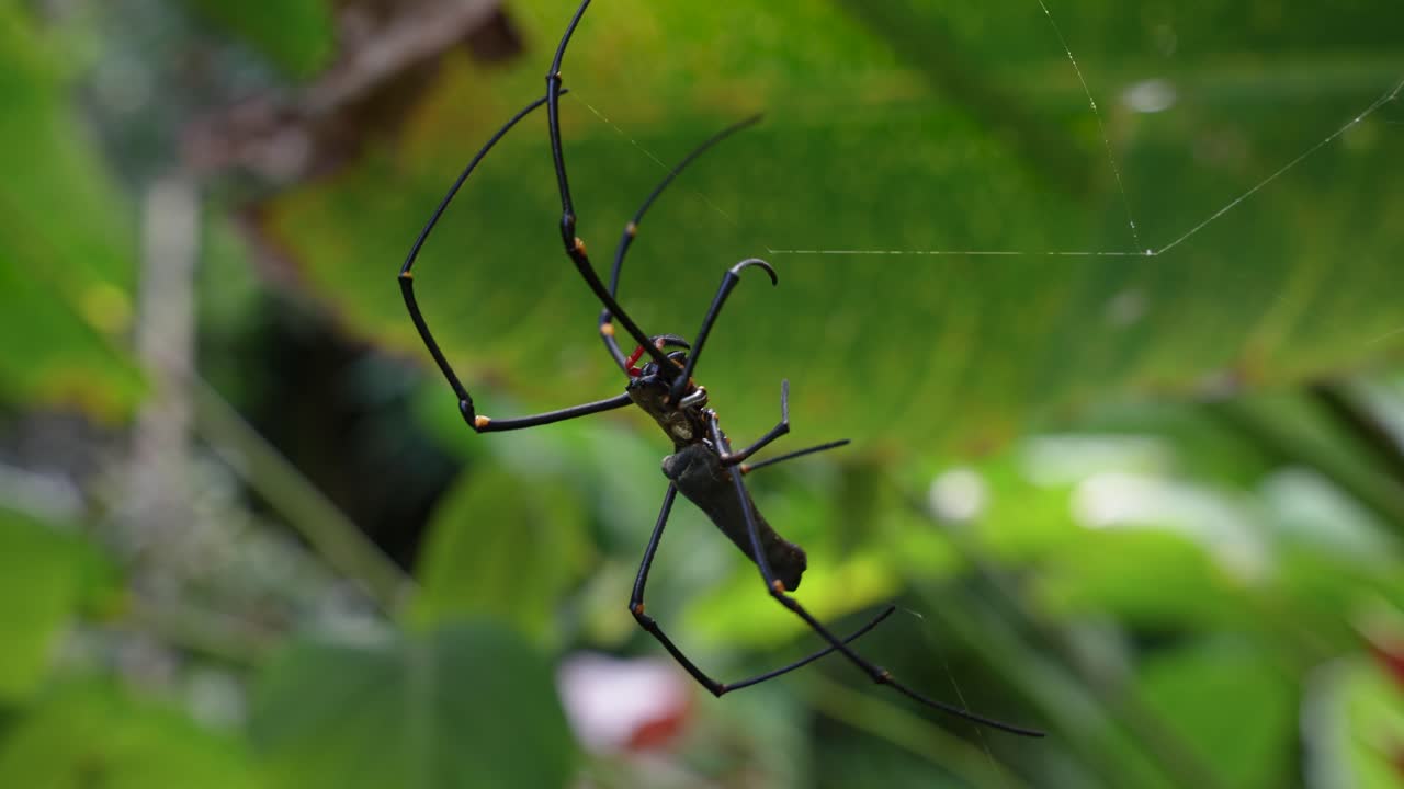 vista lateral de la telaraña giratoria gigante de la araña tejedora de oro, fondo de bosque desenfocado