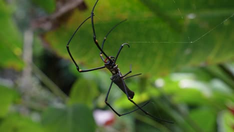 Seitenansicht-Des-Spinnennetzes-Der-Riesigen-Goldenen-Orb-Weberspinne,-Defokussierter-Waldhintergrund