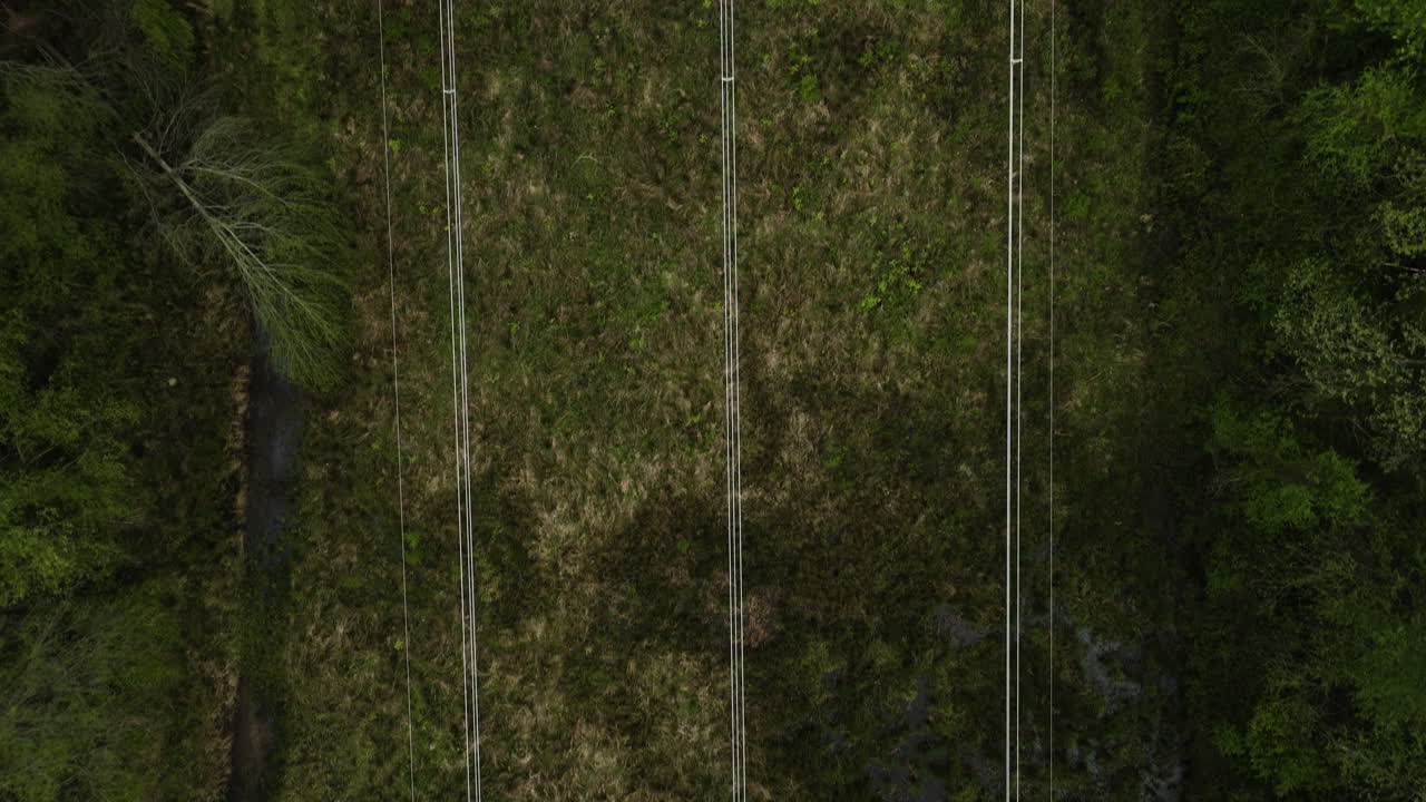líneas eléctricas que cortan a través del denso bosque en william b
