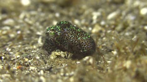 Bobtail-Tintenfisch-Gräbt-Sich-Mit-Dem-Arm-Ein,-Um-Ihn-Mit-Sand-Zu-Bedecken,-Nahaufnahme-Während-Der-Nacht