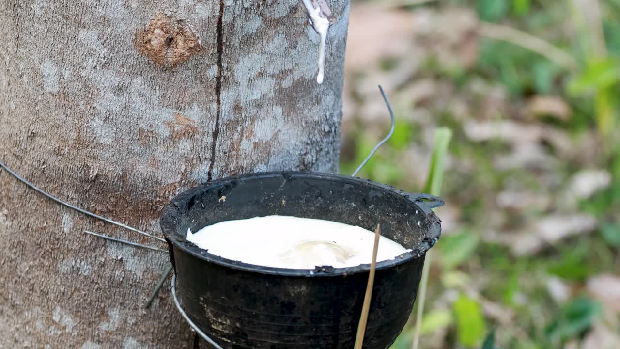 Rubber tree sap drips into a container in a lush, natural setting. Soft lighting highlights the process over 12 seconds