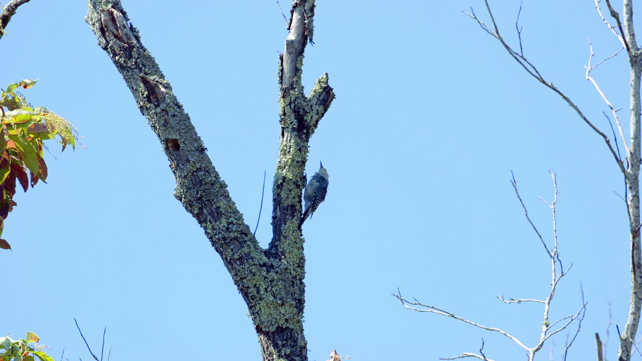 pájaro carpintero de vientre rojo en un tronco de árbol y ramas