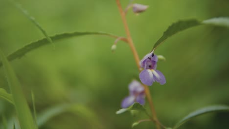 Macro-shot-of-purple-flowers-in-between-green-grass-and-leaves