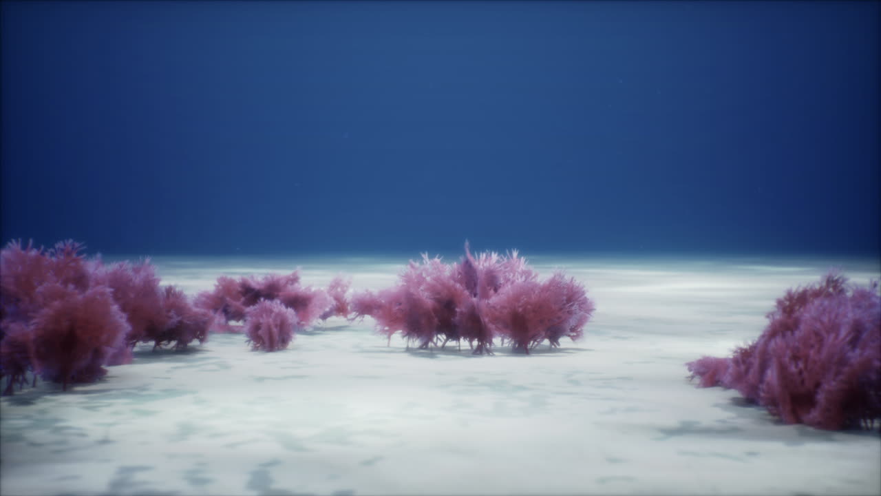 보라색과 분홍색의 부드러운 산호와  ⁇ 은 스폰지