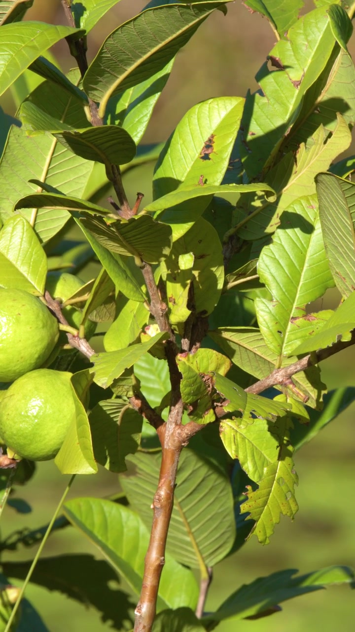 Primo piano di un frutto di guava verde acerbo appeso a un ramo sotto la luce solare intensa.