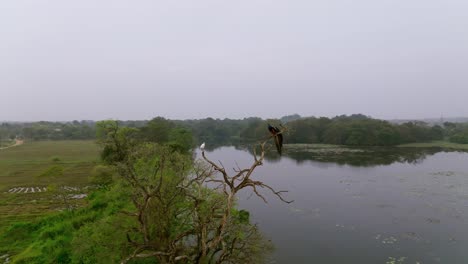 drone semi orbit around a dry tree with birds perched, over a calm lake surrounded by forest in sri lanka
