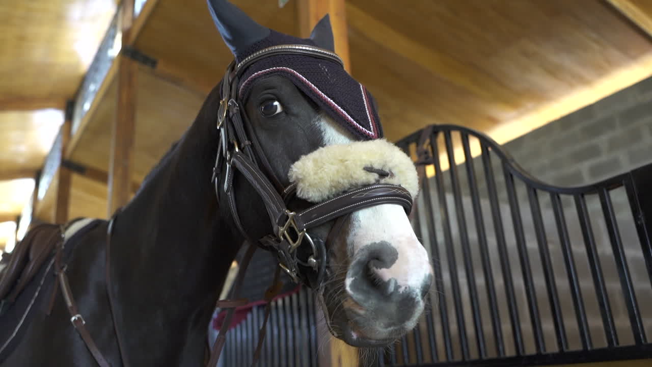 Tacked-up horse in modern stable, ready for equestrian training with bridle, noseband, and ear covers